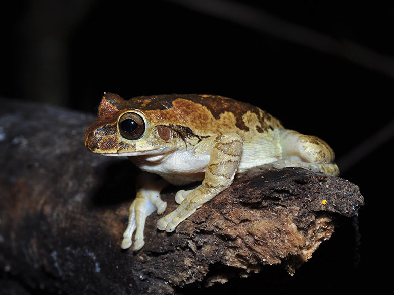 Into the Wild 10 Unique Animals of South America DuVine